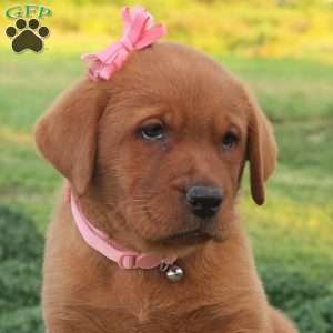 Montana, Fox Red Labrador Retriever Puppy